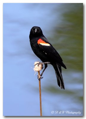 red wing blackbird pc.jpg