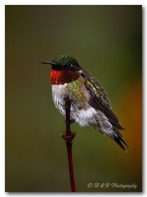 Ruby throated hummingbird pc.jpg