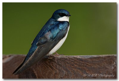 tree swallow 2 pc.jpg