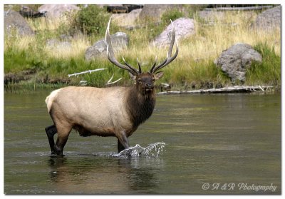 Bull elk in the river pc.jpg