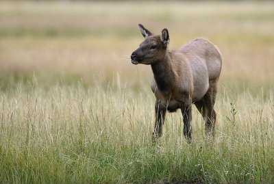 young elk pc.jpg