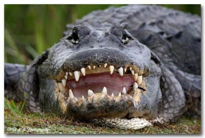Alligator pc.jpg