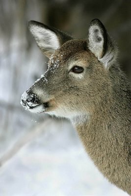 Female deer.jpg