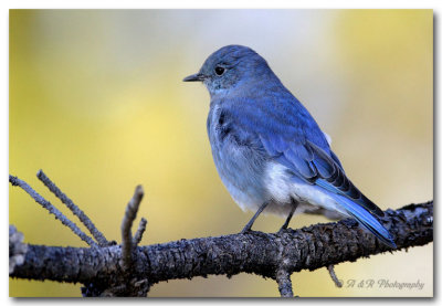 Mountain Blue Bird pc.jpg