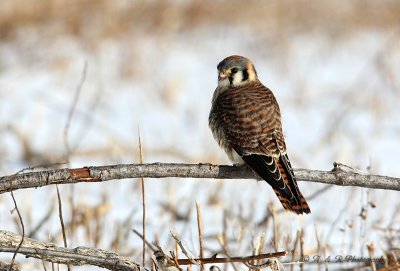 American Kestrel 2 pb.jpg