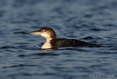 Common Loon pb.jpg