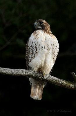 Red Tail Hawk pb.jpg