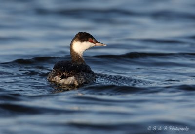 Horned Grebe2 pb.jpg