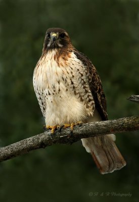 Red Tail pb.jpg