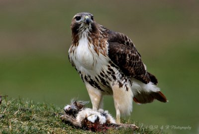 Red Tail with prey pb.jpg