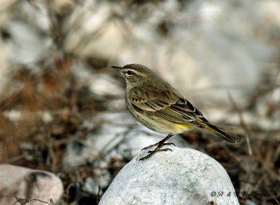 Palm Warbler pb.jpg