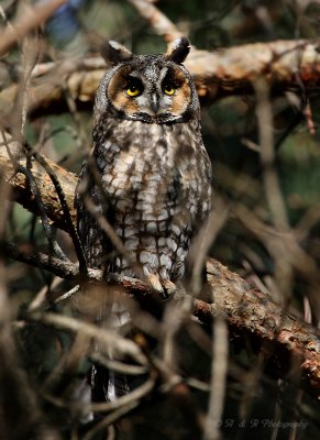 Long-Eared Owl pb.jpg