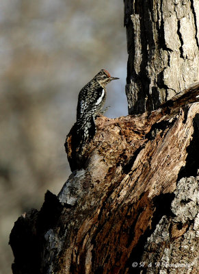 Juvenile Yellow-bellied sapsucker pb.jpg