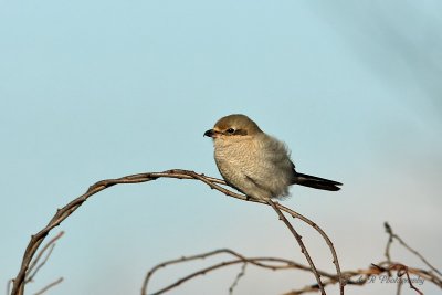 Northen Shrike pb.jpg