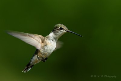 Ruby Throated Hummingbird 2 pb.jpg