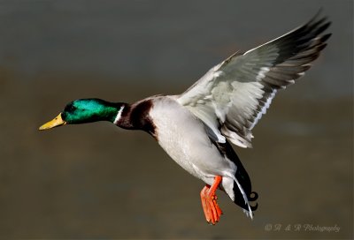 Mallard pb.jpg