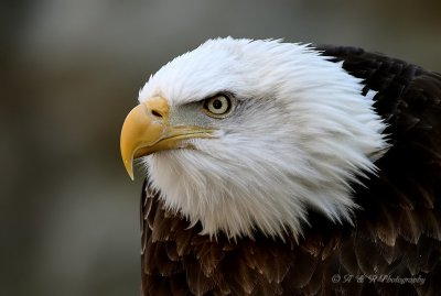 Bald Eagle 5 pb.jpg