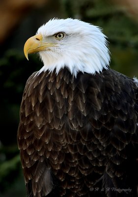 Bald Eagle 4 pb.jpg