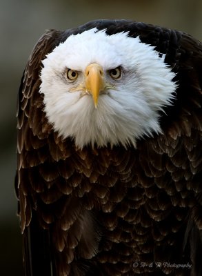 Bald Eagle 3 pb.jpg