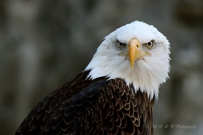 Bald Eagle 6 pb.jpg