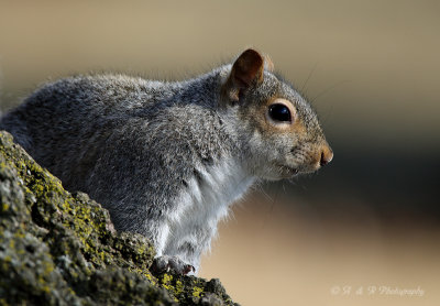 Gray Squirrel pb.jpg