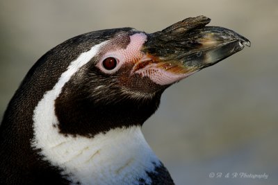 chilean penguin pb.jpg