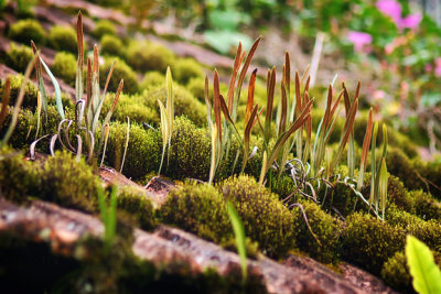 The moss on rooftop