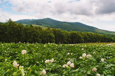 A flowering potato field
