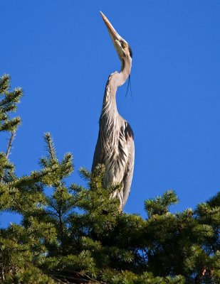 _DSC6001-2-11.jpg