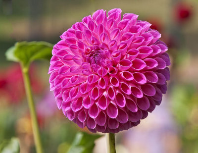 dahlias_12