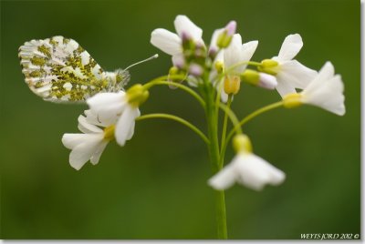 oranjetipje - Anthocaris cardamines