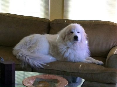 Harley 5 years old