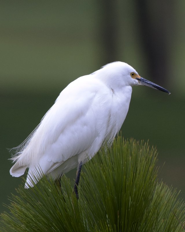 Egret2.jpg