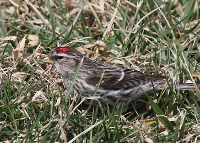 Virginia Winter 2010 - 2011 ... mostly birds