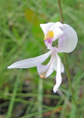 Calopogan pallidus - Pale Grass-pink Orchid