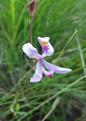 Calopogan pallidus - Pale Grass-pink Orchid