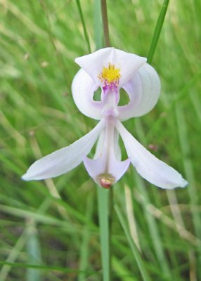 Calopogon pallidus - Pale Grass-pink Orchid