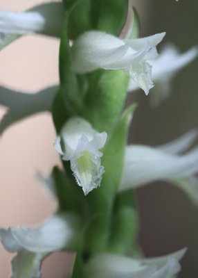 Spiranthes odorata - Coastal Fragrant Ladies tresses