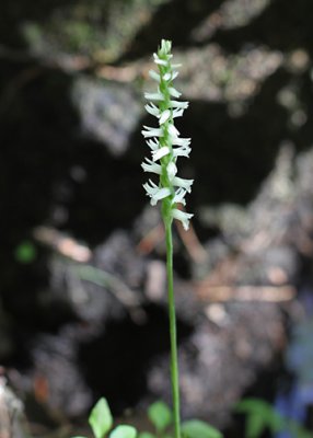 Spiranthes odorata - Coastal Fragrant Ladies tresses