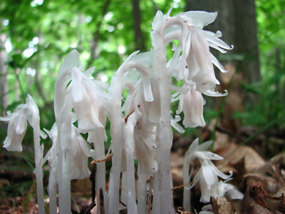 Monotropa uniflora - Indian Pipes