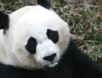 Panda at the National Zoo