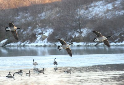 Winter scene - taken 01-25-08