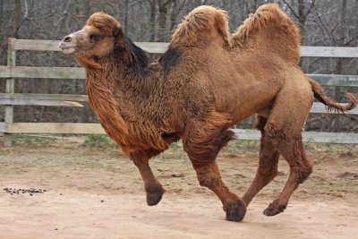 running camel