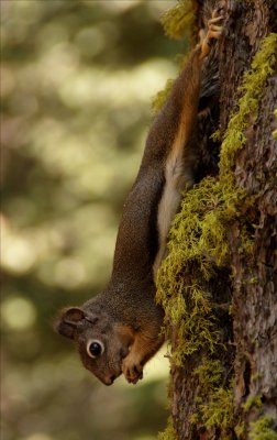 Squirrel
