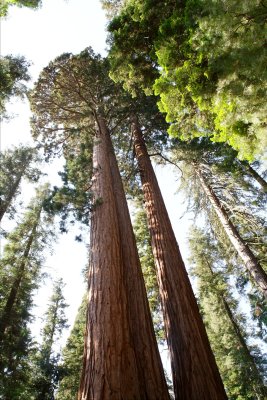 Sequoias