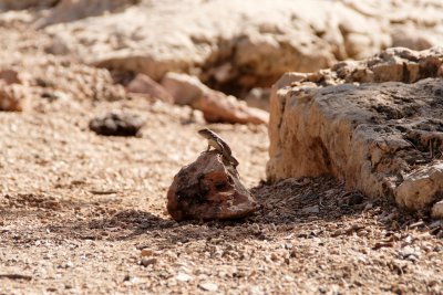 Lizard - Mather Campground