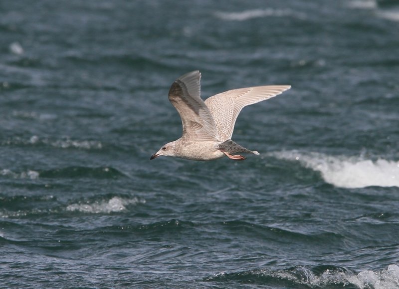 Iceland Gull (ostensible)