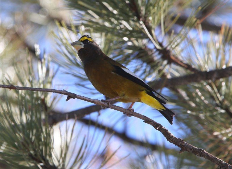 Evening Grosbeak