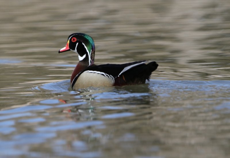 Wood Duck