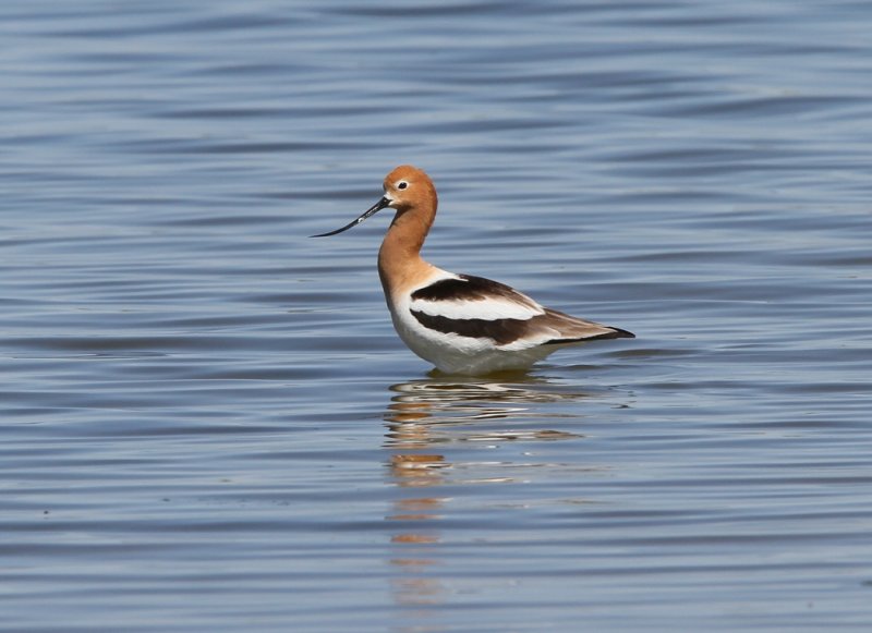 American Avocet